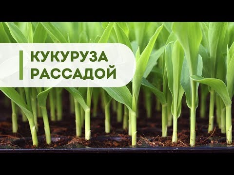 Выращивание кукурузы из рассады. Топ интересных видео