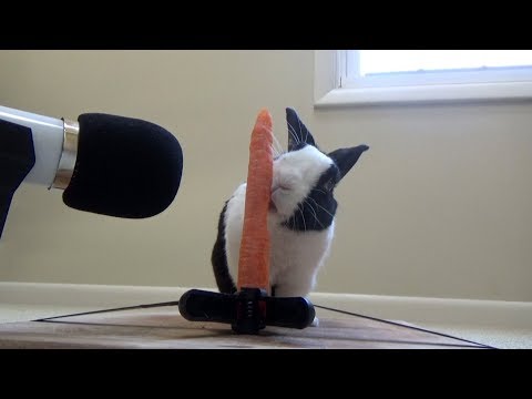 download lagu mp3 mp4 Crunchy Carrot, download lagu Crunchy Carrot gratis, unduh video klip Crunchy Carrot