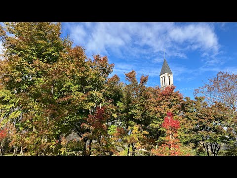 コマドリを巣箱に引き寄せる方法は？彼は秋と冬に何を食べますか？  庭園