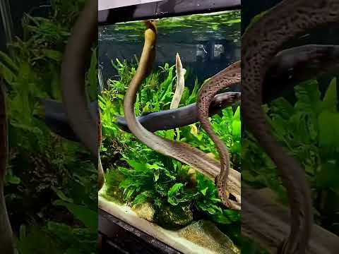 Ell fish shorts . ill fish shorts #shorts #viralshorts #youtubeshorts