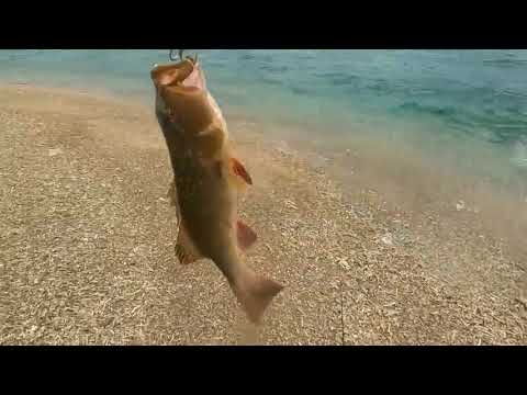 Solo $ Hootchie $ camping on mini island   Kayaking   Beach Shark fishing