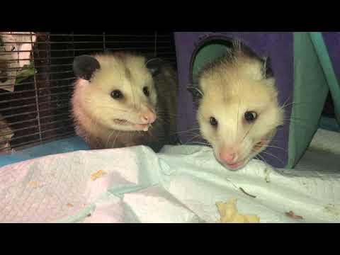 Mean Girl Opossums get Biscuits!  3/30/2021