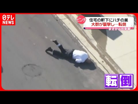 青黒いクマバチが2024年の「今年の野生蜂」に選ばれる