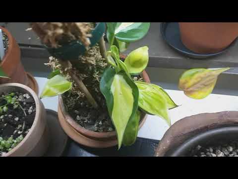 PHILODENDRON CREAM SPLACH STICKLINGAR OCH  TRE MODERPLANTOR.