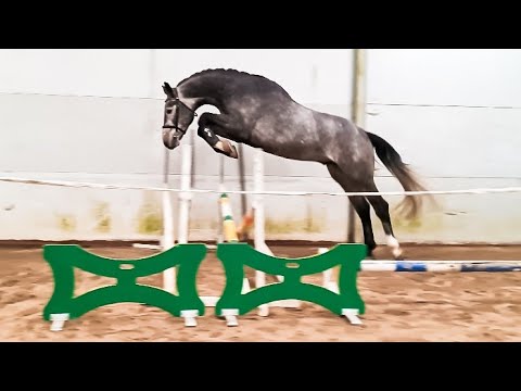 *2018 Westf. Dicapo x Colman