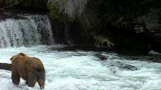 Wolf catching salmon at Brooks Falls