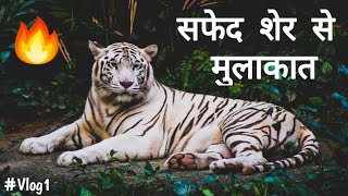preview picture of video 'सफेद शेर से पहली मुलाकात | My First Vlog #1 | White Tiger Safari Rewa Mukundpur'
