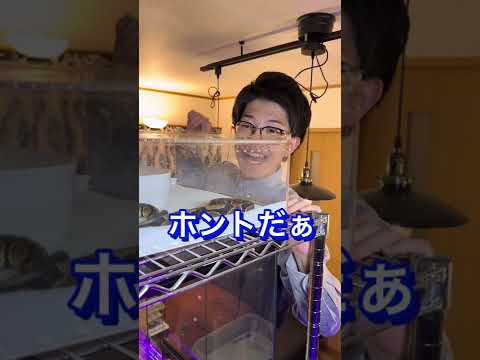 ヘビを寄せ付けない植物は何ですか?爬虫類を撃退し、怖がらせるための最も強力な6種を紹介します  庭園