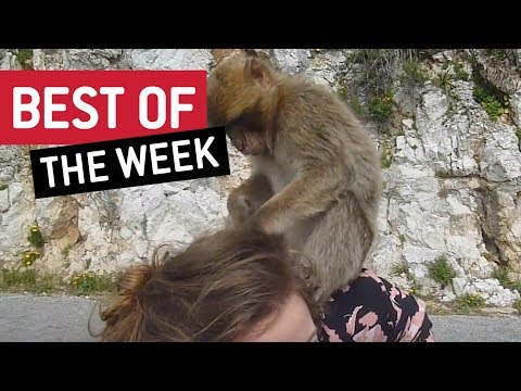 Best Videos Compilation Week 3 January 2018 || JukinVideo