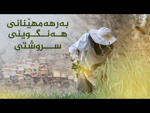 بەڤیدیۆ.. بەرهەمهێنانی هەنگوینی سروشتی