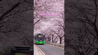 🌸나만 알고 싶은 ”서울 벚꽃 명소 BEST 6“