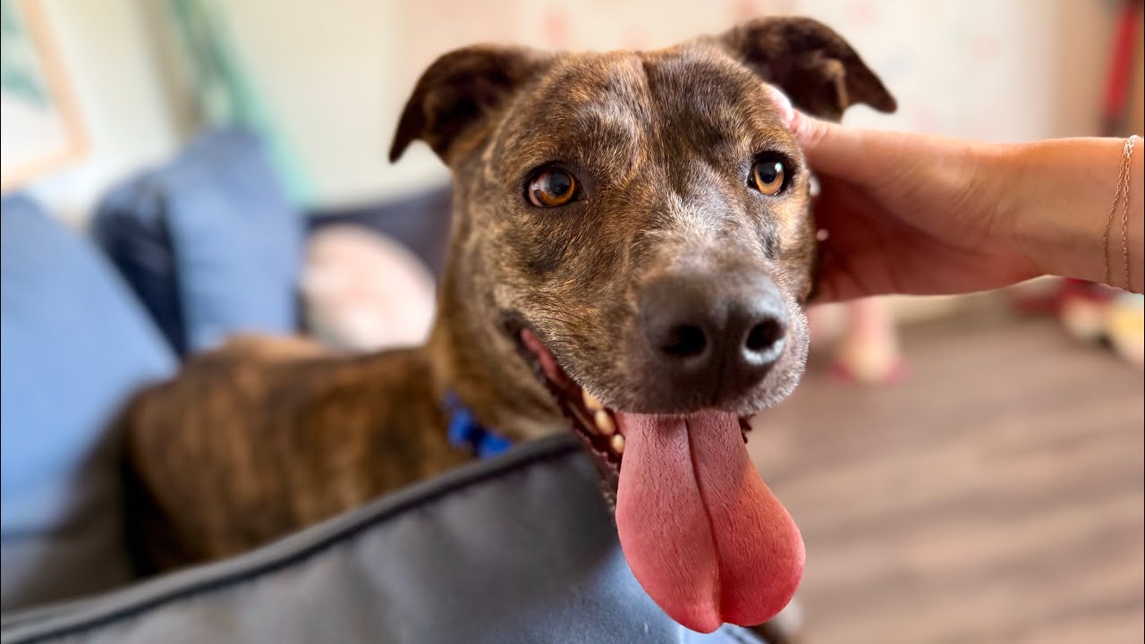 Enlarge Scrappy Doo your cats BFF, a Adoptable mixed breed in Cincinnati, OH video 2/6
