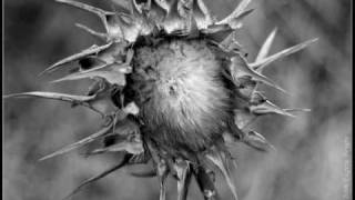 Songs Ohia - Didn't it rain