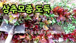 노지 상추모종 주인 몰래 삽으로 푹 떠서 이식 하는 방법 상추모종 정식하는 방법 귀농 귀촌