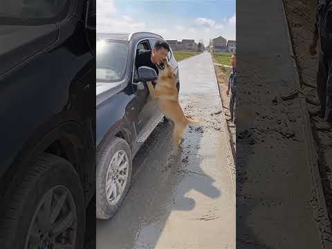 Cute Mexica Plush Dancing Cactus Electric Plush Toy 🐯 🎷 P56