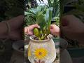 very simple method grafting largest dendrobium nobile short orchid garden farming flowers