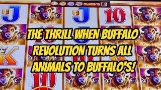 WOW! BIG WIN- WHEN ANIMALS TURN TO BUFFALOS! Video Video