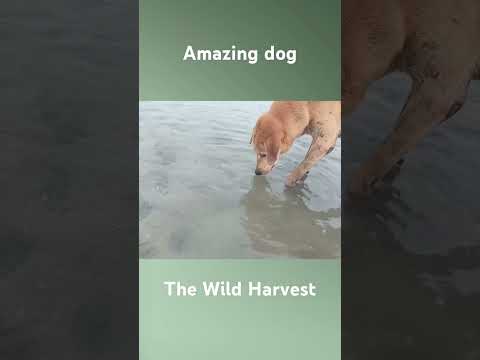 Pawpaw gusto tumulong huli ng seafoods #thewildharvest  #doglover  #kilayandfriends  #cooking