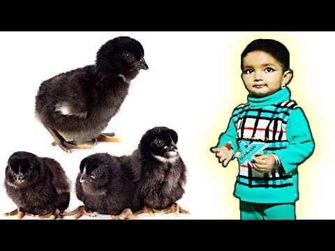 Noshi Chicks | Noshi Tv