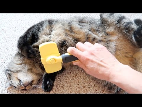 Spring Is Cat Shedding Season. It's Time To Brush Your Cat More Often!