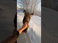 Part 2: Friendly moose came back to thank and get treat. Part 1 in related videos