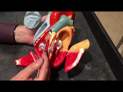 The Heart Anatomy HD (with Quiz at the end)