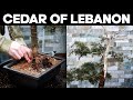 Repotting A Large Cedar Of Lebanon Bonsai