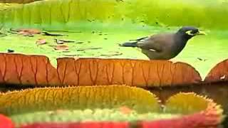 Flamingo   Ed Anderson Ted Groya