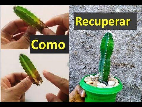 Nunca mais perca seus cactos, com essa dica! Como recuperar cactos podres!