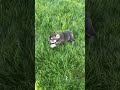 French Bulldog dogs for sale: Archie - Video 1