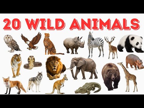Learn 20 Wild Animals Names for Kids | Educational Video for Toddlers | Learn Jungle Animals