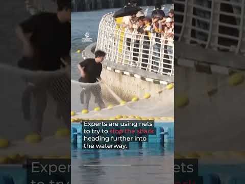 Shark returns to South Korea canal after failed rescue attempt | AJ #shorts