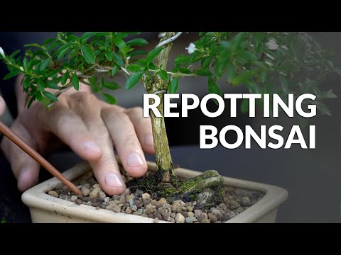 How to Repot a Bonsai tree
