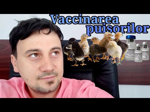 , title : 'Cum se fac primele vaccinuri la pui - virusul Newcastle, tulpina La Sota'