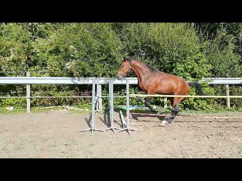 Show jumping Perfect Touch (United Touch S x Verdi) 2