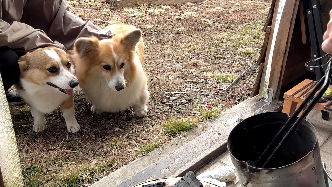 ドッグラン化した新居の庭で「バーベキュー」してみた結果…