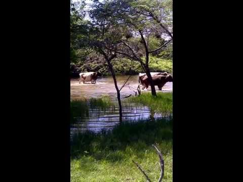 Ganaderia  Felipe Santos" Las Matas De Farfan"