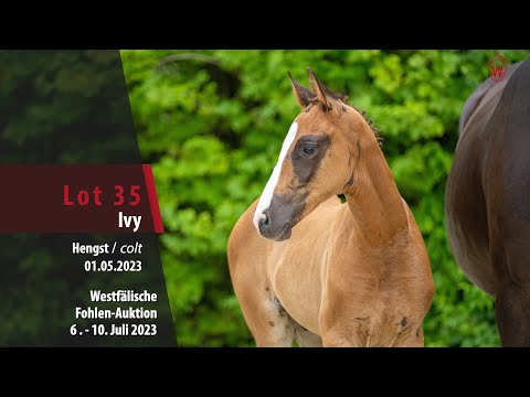 Fohlen-Auktion Lot 35 Ivy Hengst v. Ibiza Dream - Finest