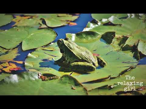 Frogs and wind sounds