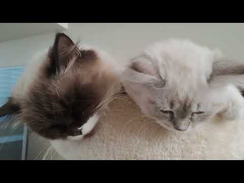 Caster and her baby sleeping together | so  cute & malambing