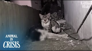 Kitten Can&#39;t Let Go Of His Dead Father, Kneading Him Until He Wakes Up (Part 1) | Animal in Crisis