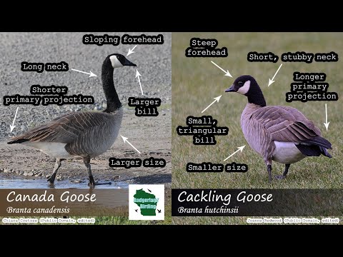 , title : 'ID Tips: Cackling Goose vs. Canada Goose'
