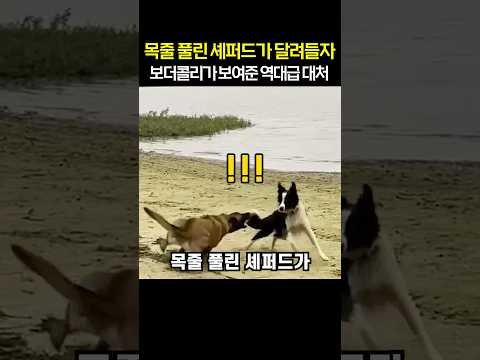 “진짜 똑똑하네..“ 목줄 풀린 셰퍼드가 달려들자 보더콜리가 보여준 역대급 대처