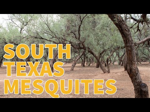 Mesquite TREES Are The MULTIPURPOSE Wonders of South Texas!