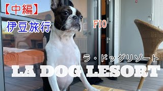 【中編】犬連れで楽しむ伊豆旅行｜ラ・ドッグリゾート｜ボストンテリア