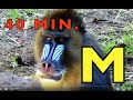 ALPHABET ANIMALS PHONICS ALPHABET SONG Compilation 40 MIN Educational KID COLLECTION