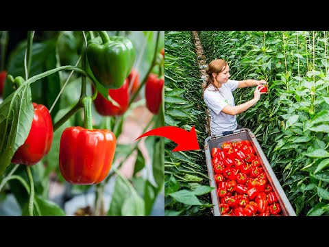 Amazing Greenhouse Bell Pepper Farming And Harvesting | Modern Technology Of Farming | Bio Farm