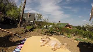 Storm, demolishing the cottage floor, foraging lungwort