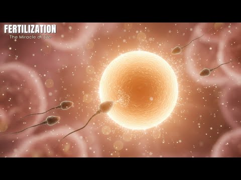 Fertilization: How Life Really Begins (3D Animation) | Medicoys