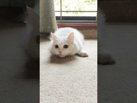 #cat #reels #shorts #catfunny #funny #funnyvideo #catvideos #cute #love #cuteanimals #laddi